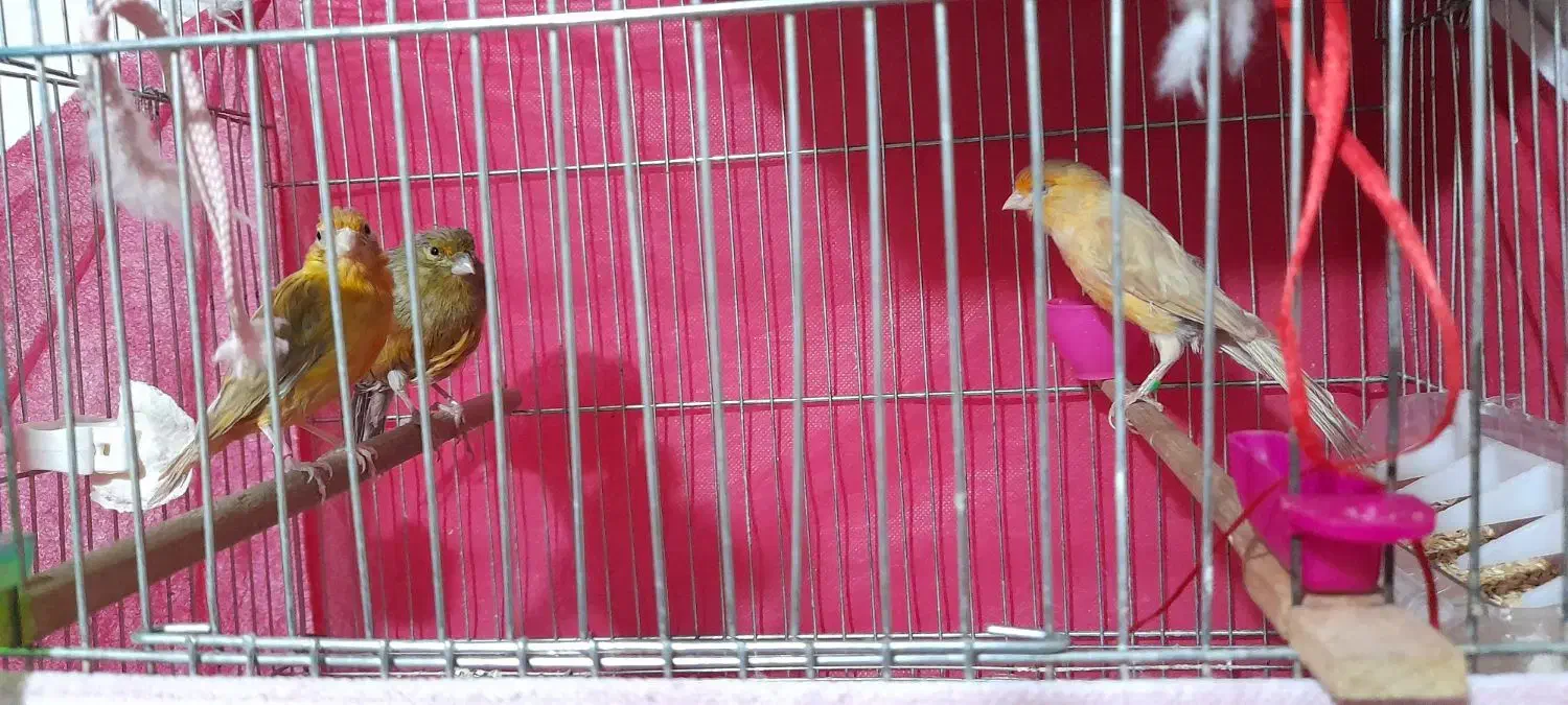 قناری ماده|پرنده|شاهینشهر, امیرکبیر|دیوار