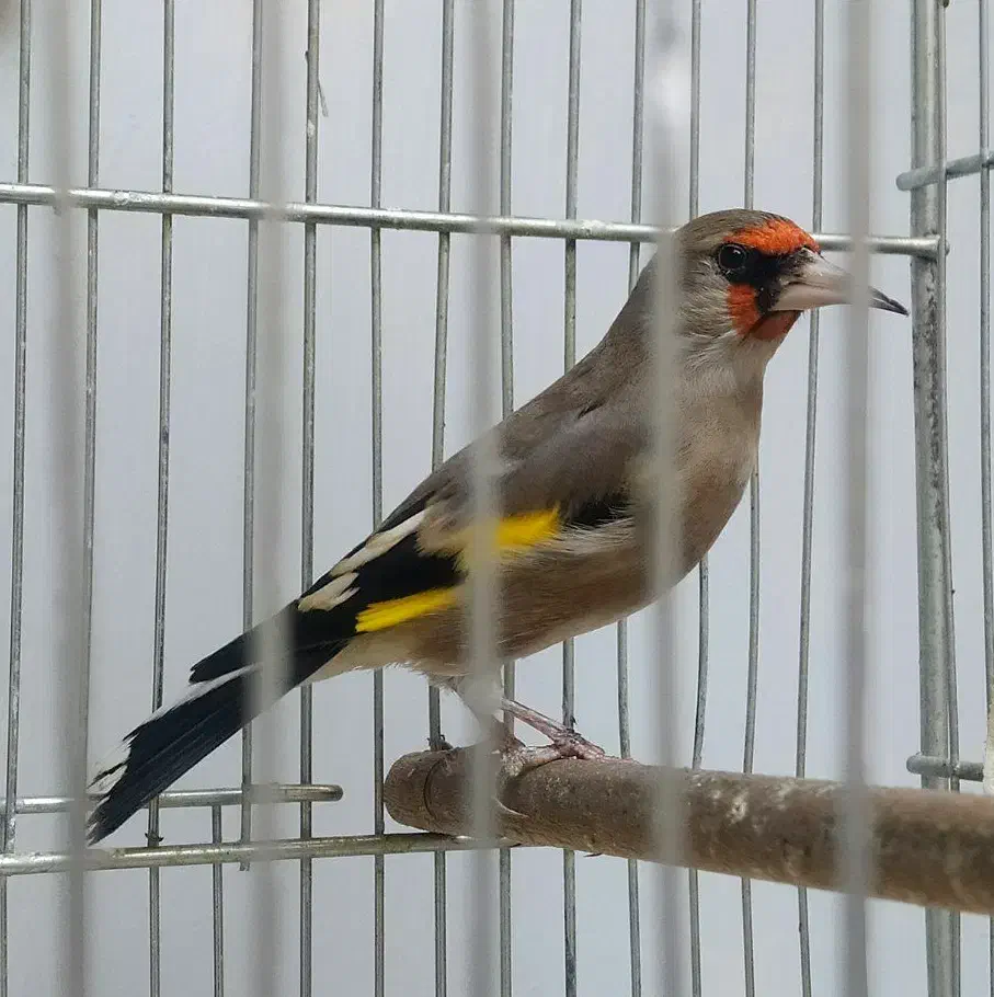 سهره دورگ نر فوقلعاده درشت اندازه گنجشک|پرنده|تبریز, |دیوار