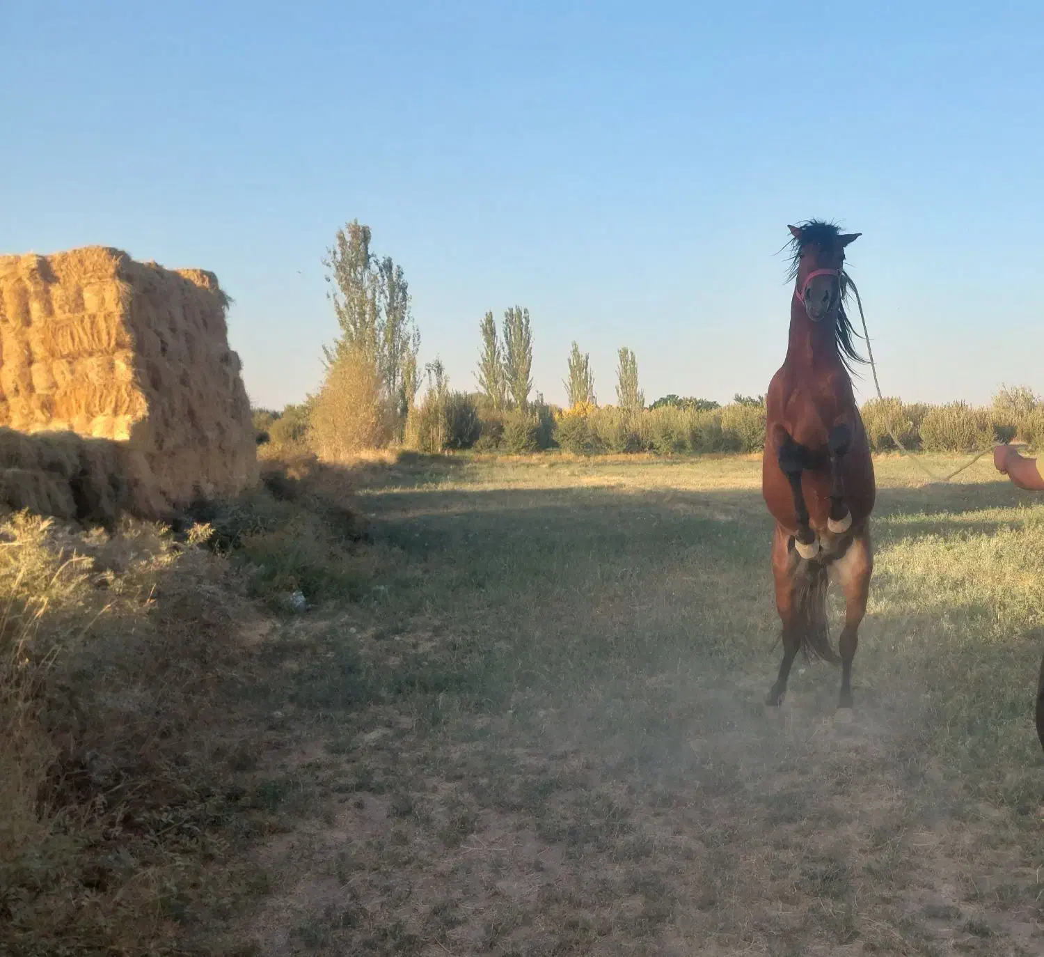 فروش نریان|اسب و تجهیزات اسب‌سواری|میاندوآب, |دیوار