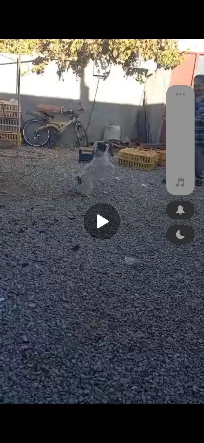 یک عدد پشمالو خارجی ب فروش میرسد|سگ|یاسوج, |دیوار