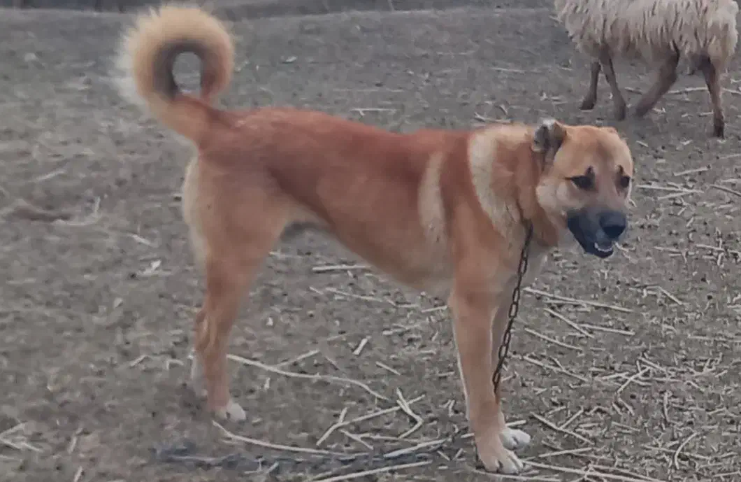 سگ گله|سگ|ورزقان, |دیوار