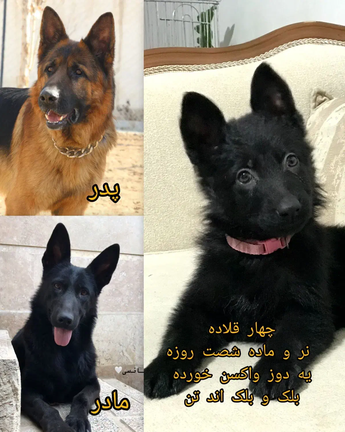 ژرمن شپرد سگ نگهبان|سگ|کوهسار (البرز), |دیوار