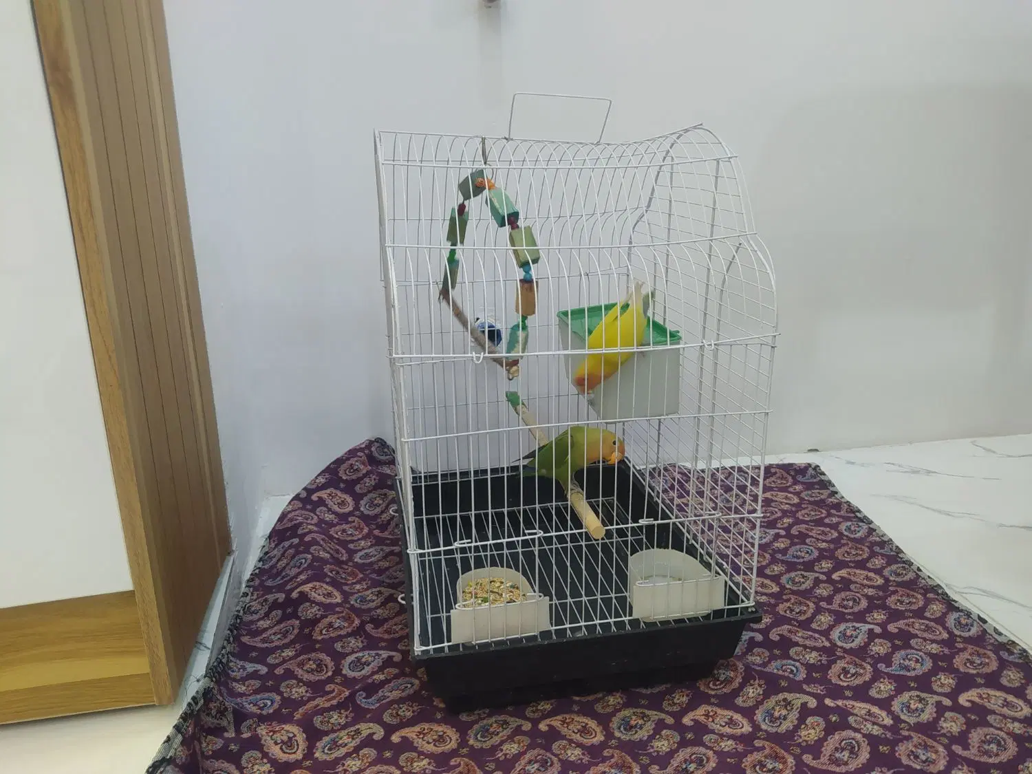 طوطی|پرنده|کرمانشاه, |دیوار