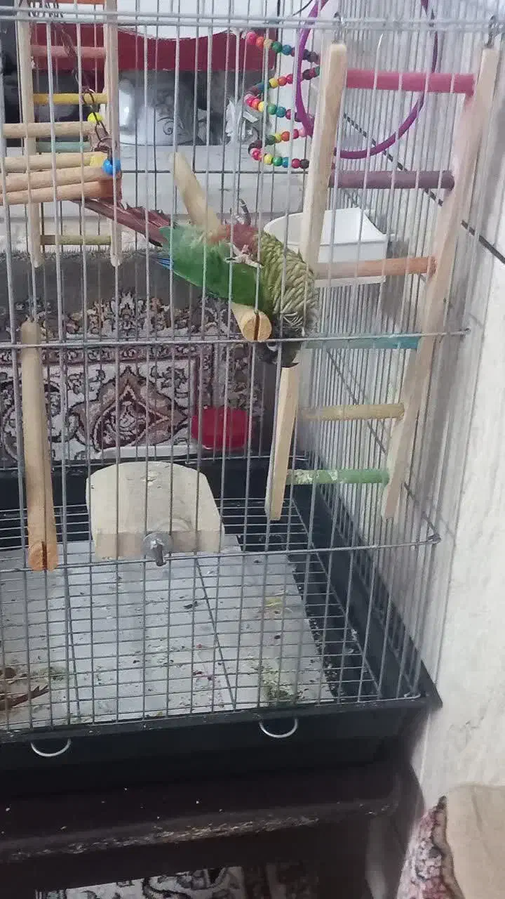 گرینچیک دستی|پرنده|کاشان, لتحر|دیوار