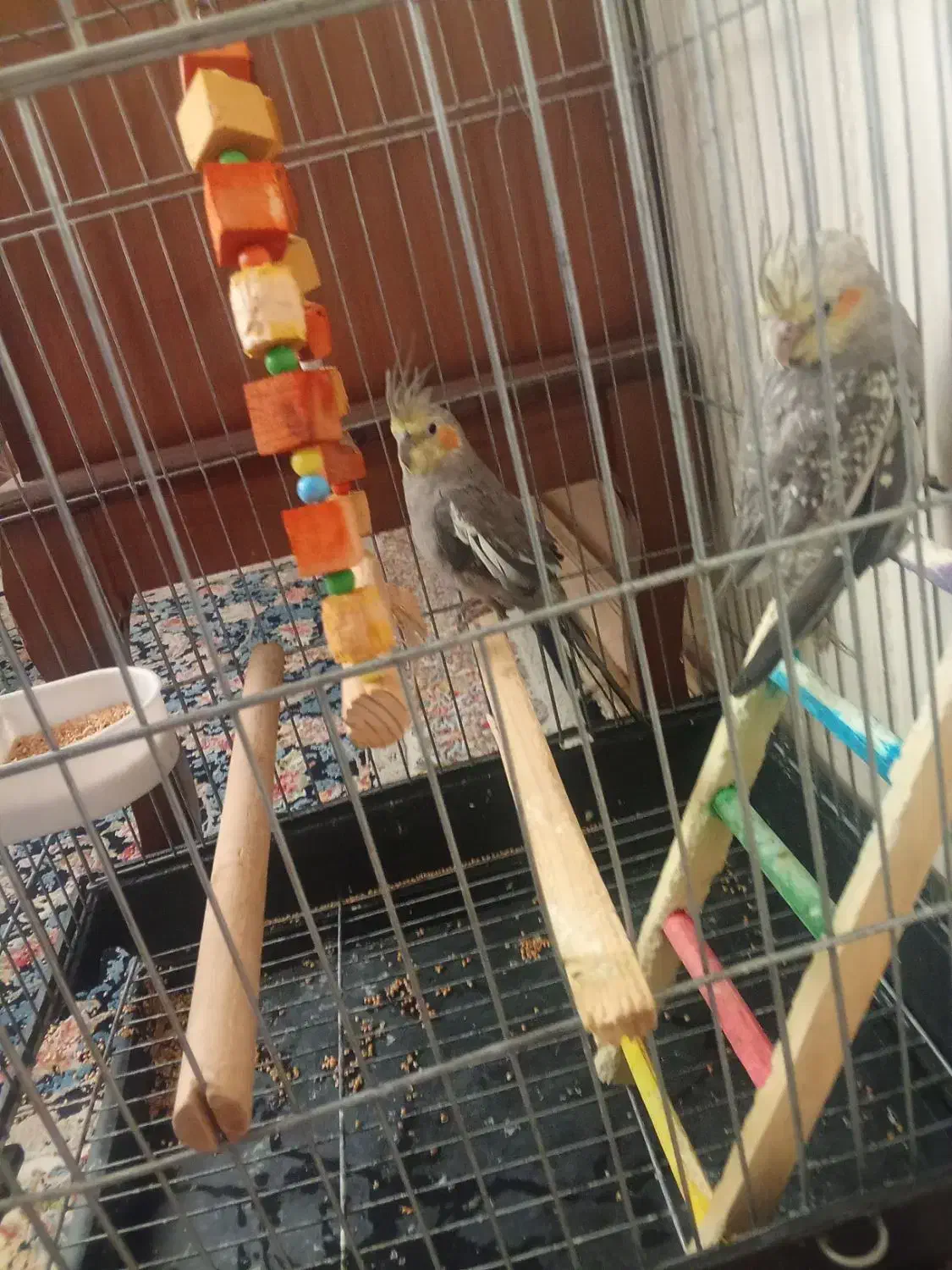 عروس هلندی|پرنده|نسیمشهر, |دیوار