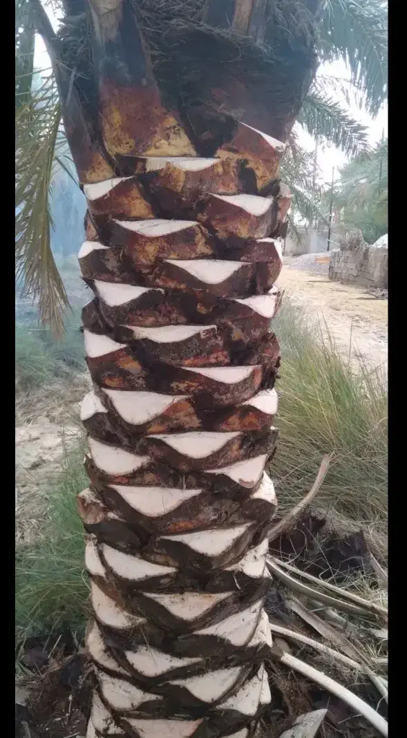 رامشیر.|خدمات باغبانی و درختکاری|رامشیر, |دیوار