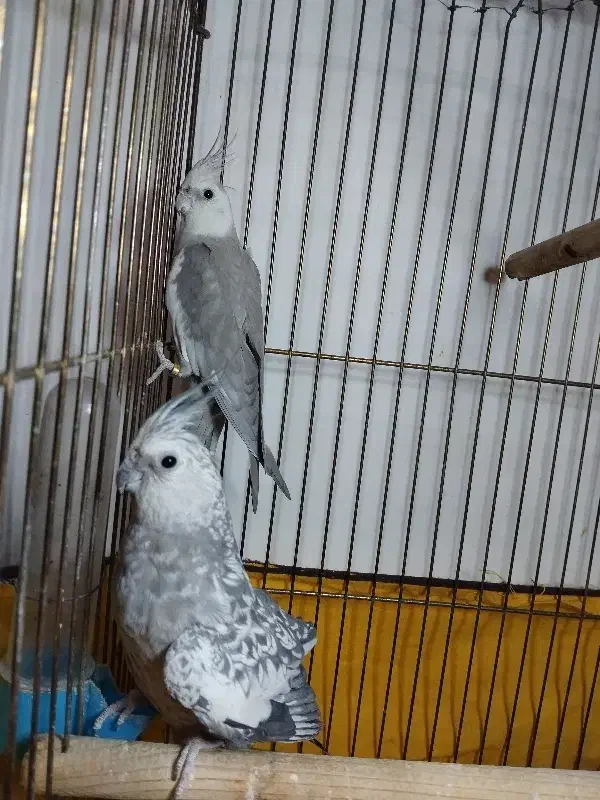 فروش عروس هلندی ۲ جفت    و    ۱ تک|پرنده|چهارباغ, |دیوار