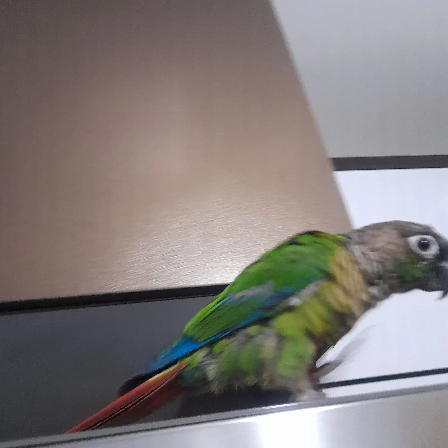 گرینچیک نر|پرنده|تهران, دستغیب|دیوار