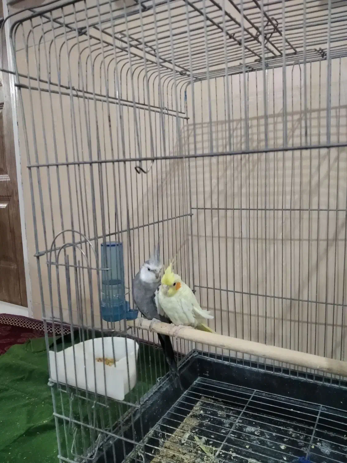 عروس هلندی|پرنده|آشتیان, |دیوار