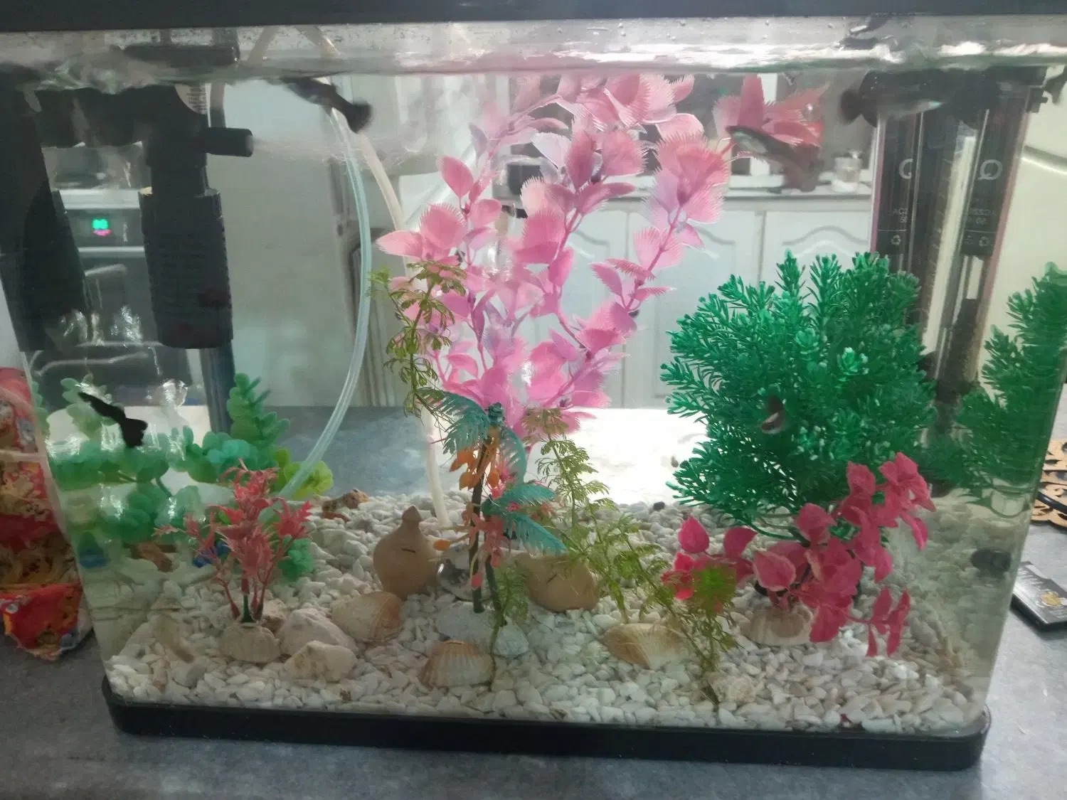 آکواریم  با ماهی گوپی|ماهی|تبریز, |دیوار