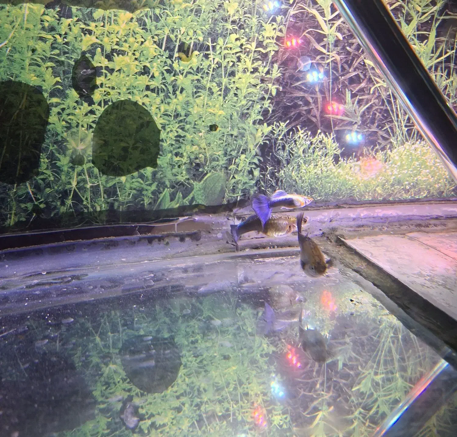 بچه ماهی گوپی|ماهی|سمنان, |دیوار