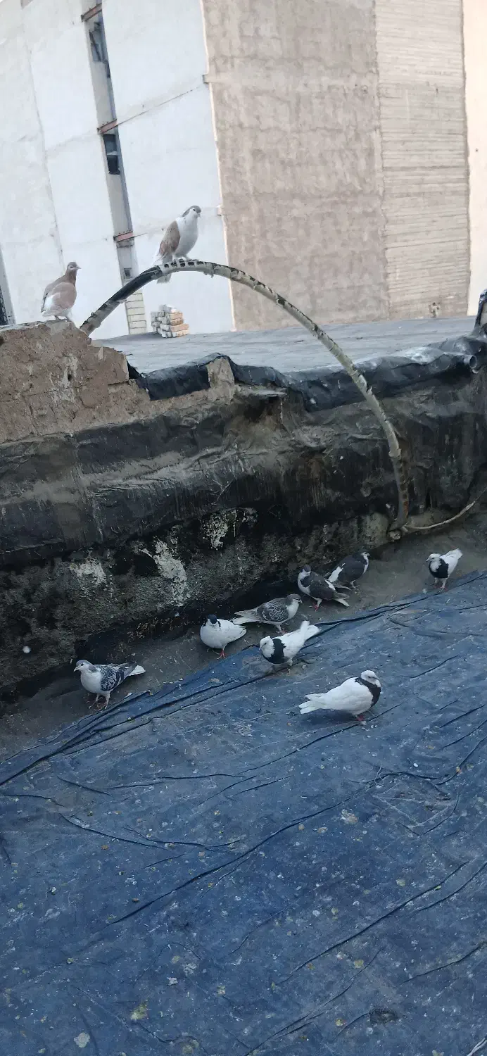کبوتر ساده طوقی ۲۹عدد|پرنده|مشهد, ادیب نیشابوری (شهرک غرب)|دیوار