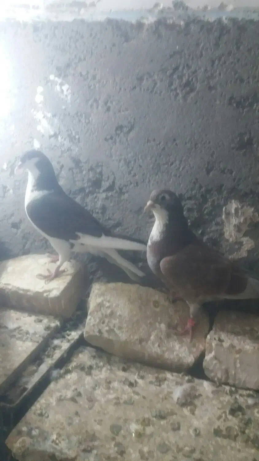 کبوتر|پرنده|زهک, |دیوار