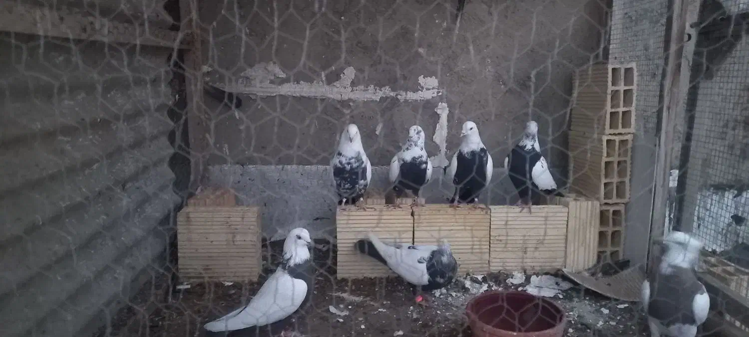 کفتر (سینه ای)|پرنده|اسدآباد, |دیوار