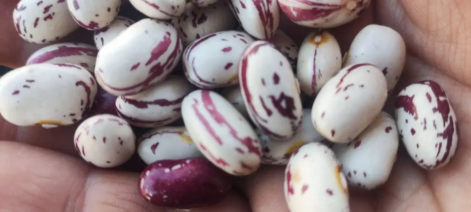 فروش حبوبات|خوردنی و آشامیدنی|سپیدار, |دیوار