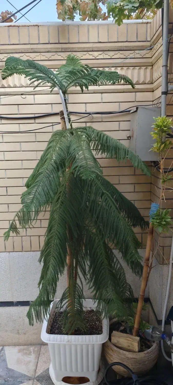 کاج مطبق ۳متری شاداب|گل و گیاه طبیعی|شیراز, کوشک میدان|دیوار