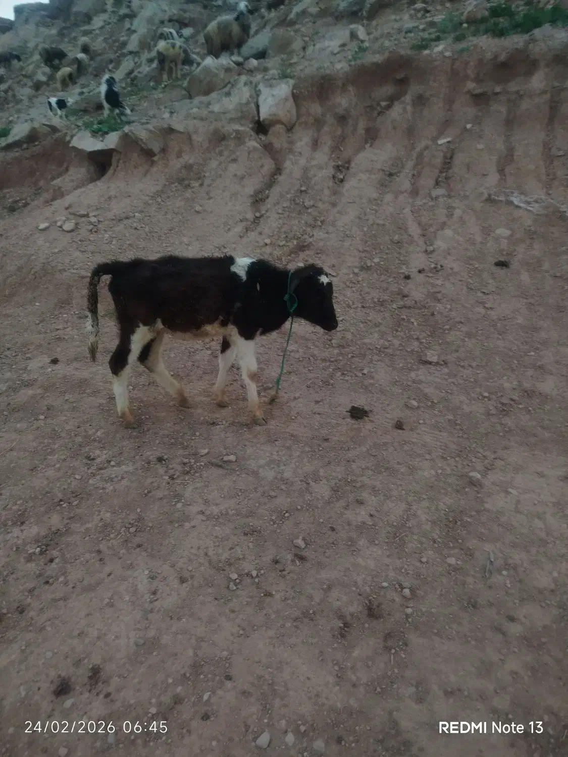 گوساله نر|حیوانات مزرعه|مسجد سلیمان, |دیوار