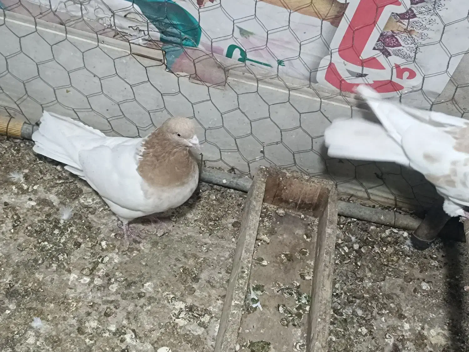 کبوتر کهنه کله زرد.|پرنده|ورامین, شهرک مدرس|دیوار