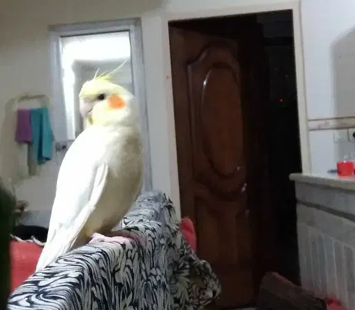 گم شده|حیوانات|سبزوار, پیروزی|دیوار