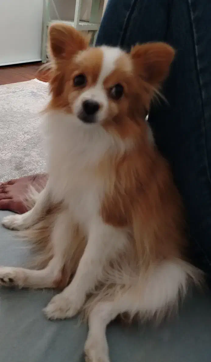 سگ گمشده روباهی شاهین شهر مژدگانی عالی|حیوانات|شاهین‌شهر, فدک|دیوار