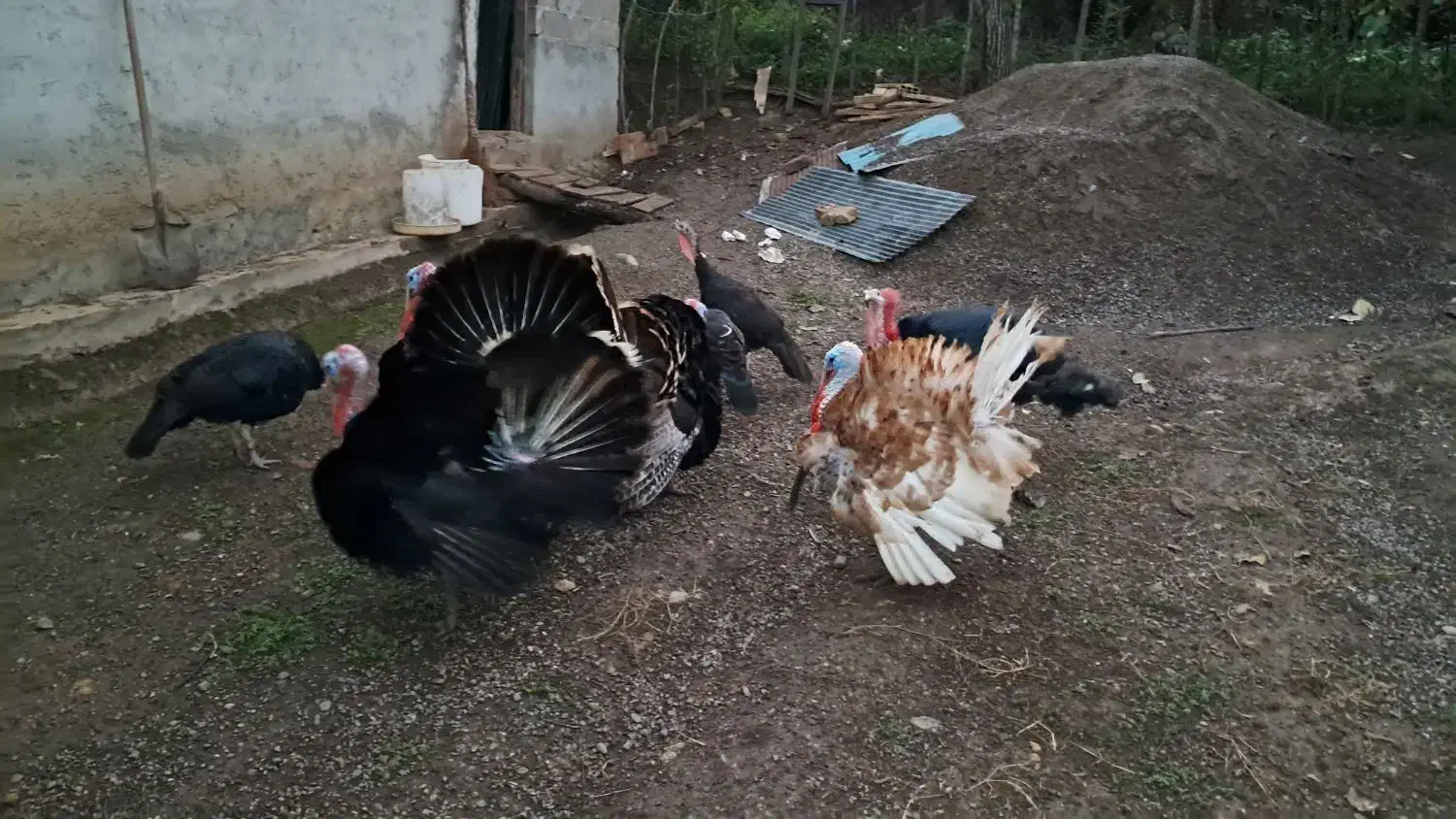 بوقلمون|حیوانات مزرعه|سنگر, |دیوار