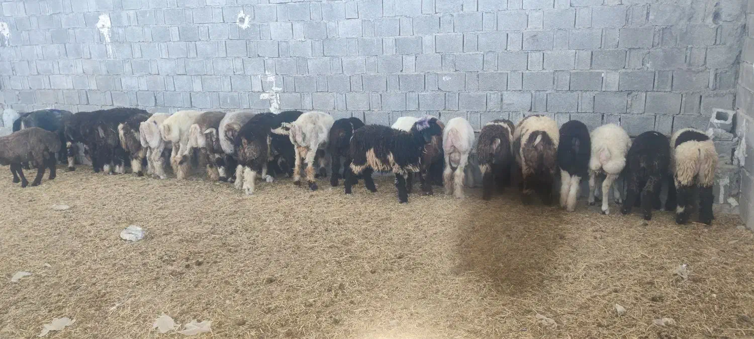 بره پای پروار|حیوانات مزرعه|وحدتیه, |دیوار