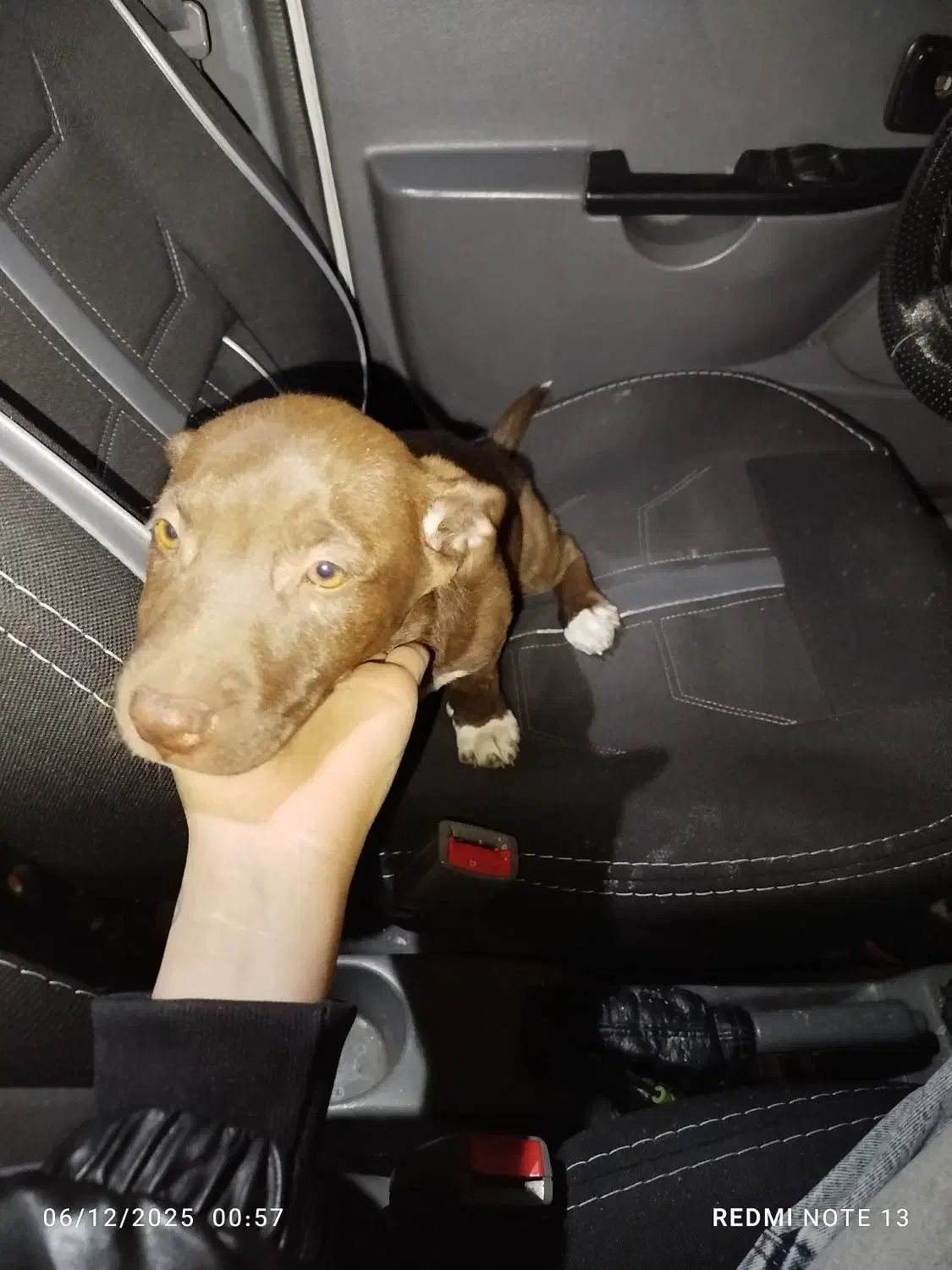 توله سگ|سگ|شهرضا, |دیوار