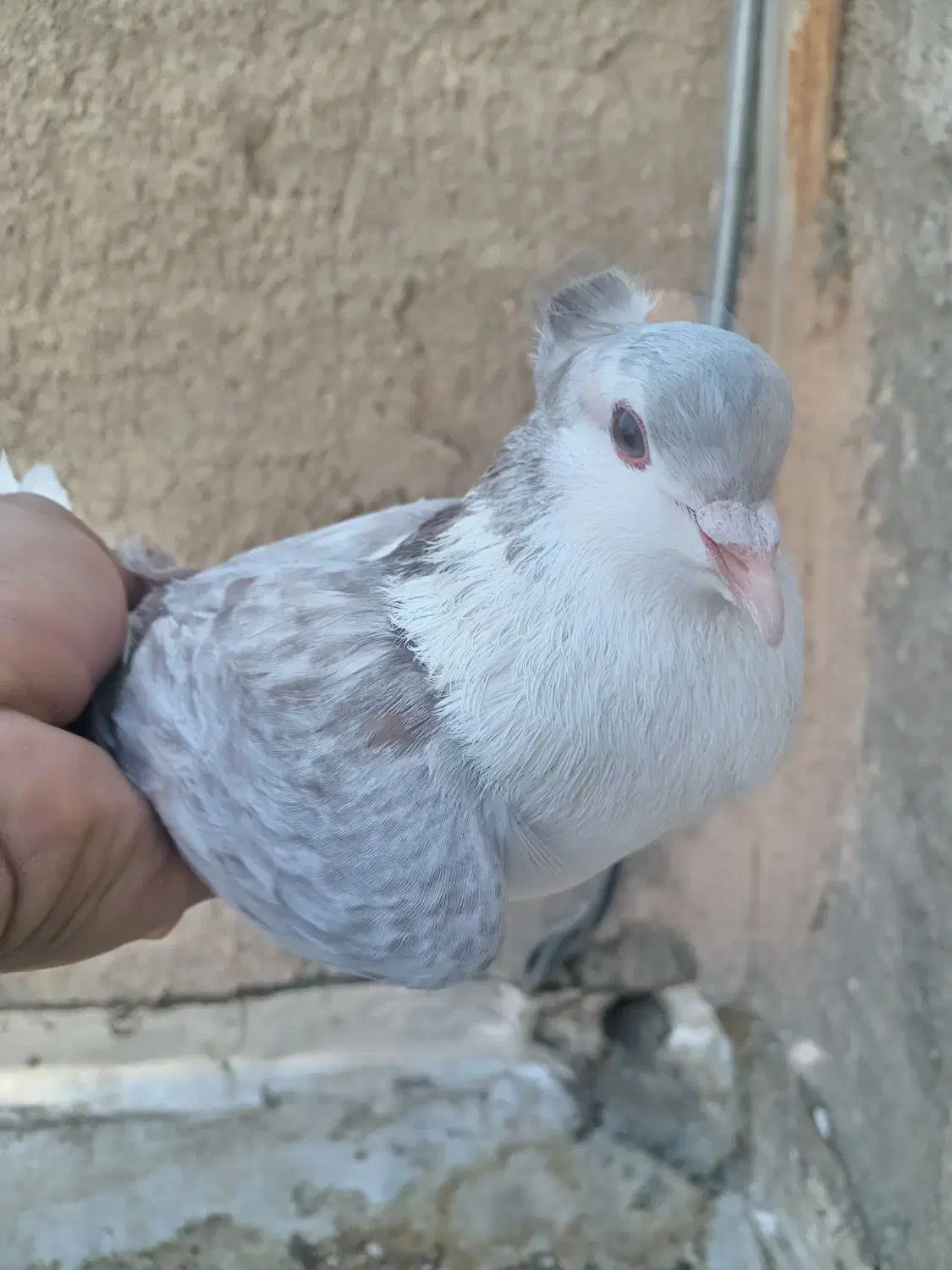 نر پیازی|پرنده|فلاورجان, |دیوار