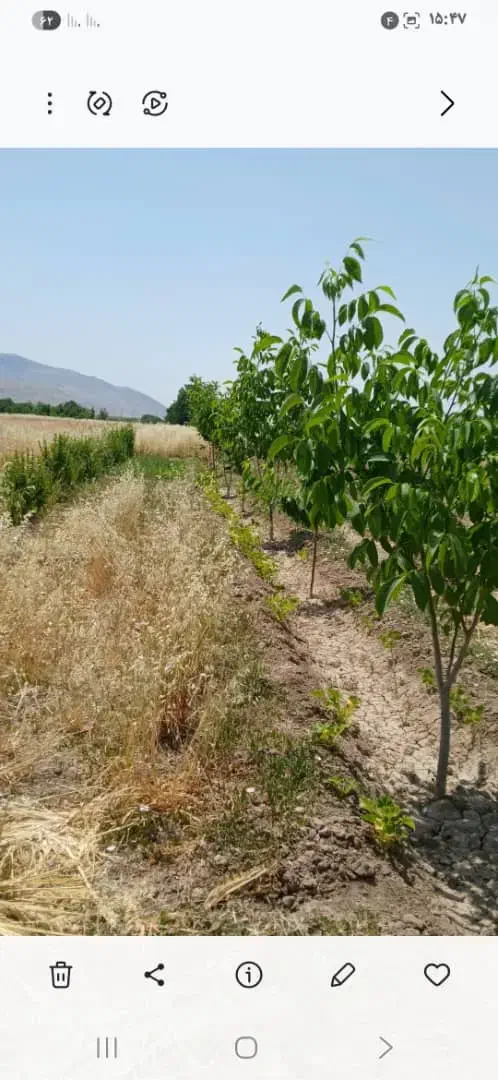 فروش باغ شهری ۱۰۰۰ متری در روستای جلیان|فروش دفتر صنعتی، کشاورزی، تجاری|مرودشت, تخت جمشید|دیوار