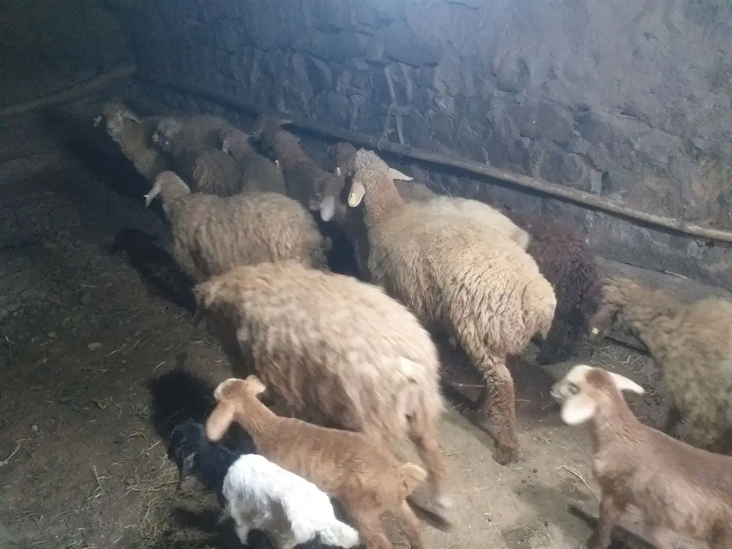 بره نر ۱۰ عدد هست کیلوی ۳۶۵تومان|حیوانات مزرعه|آبش احمد, |دیوار