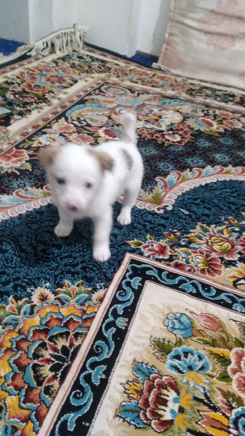 تدی|سگ|تایباد, |دیوار