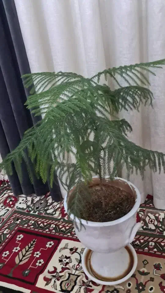 کاج دیفن|گل و گیاه طبیعی|ایذه, |دیوار