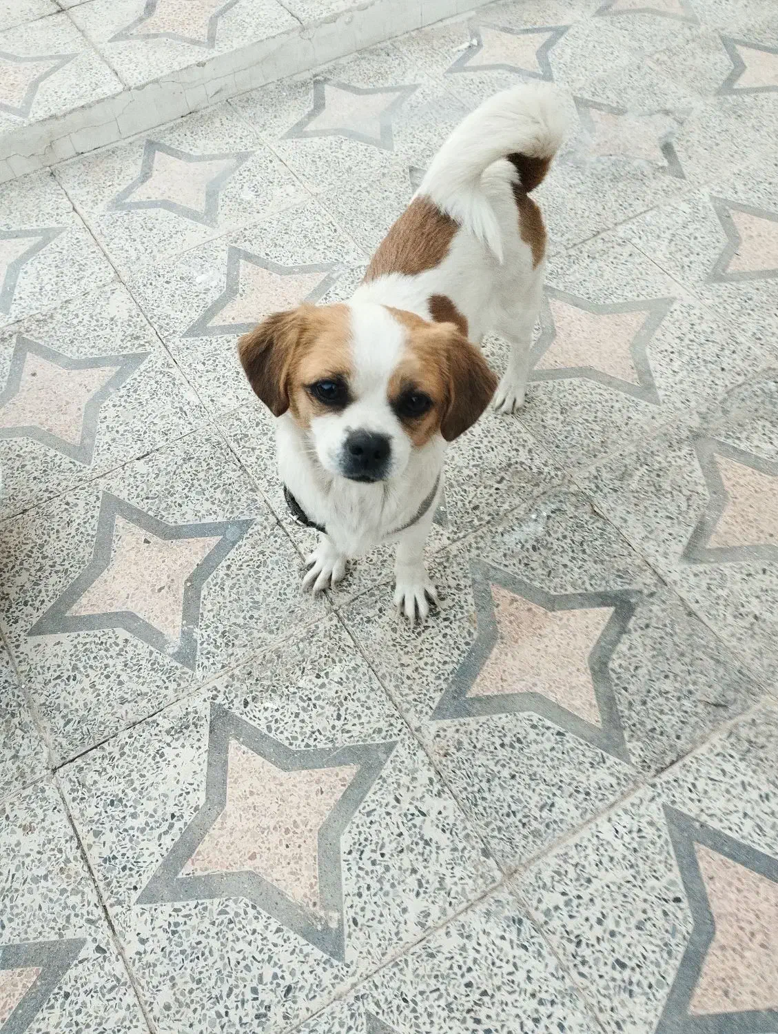 سگ جک راسل|سگ|زرند, |دیوار