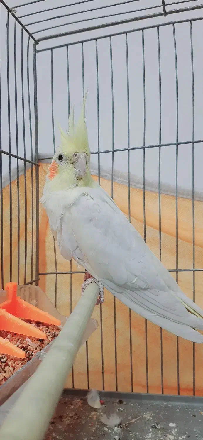 عروس هلندی لوتینو بامزه نر ۶ ماهه|پرنده|صدرا-فارس, فاز ۱|دیوار