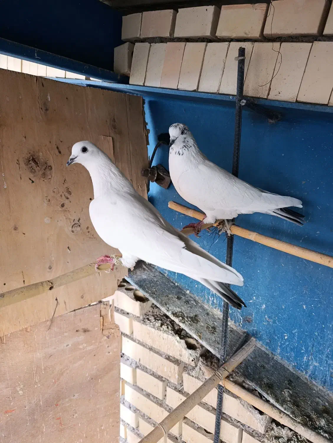 گفتر پرشی|پرنده|قم, شهرک امام حسن|دیوار