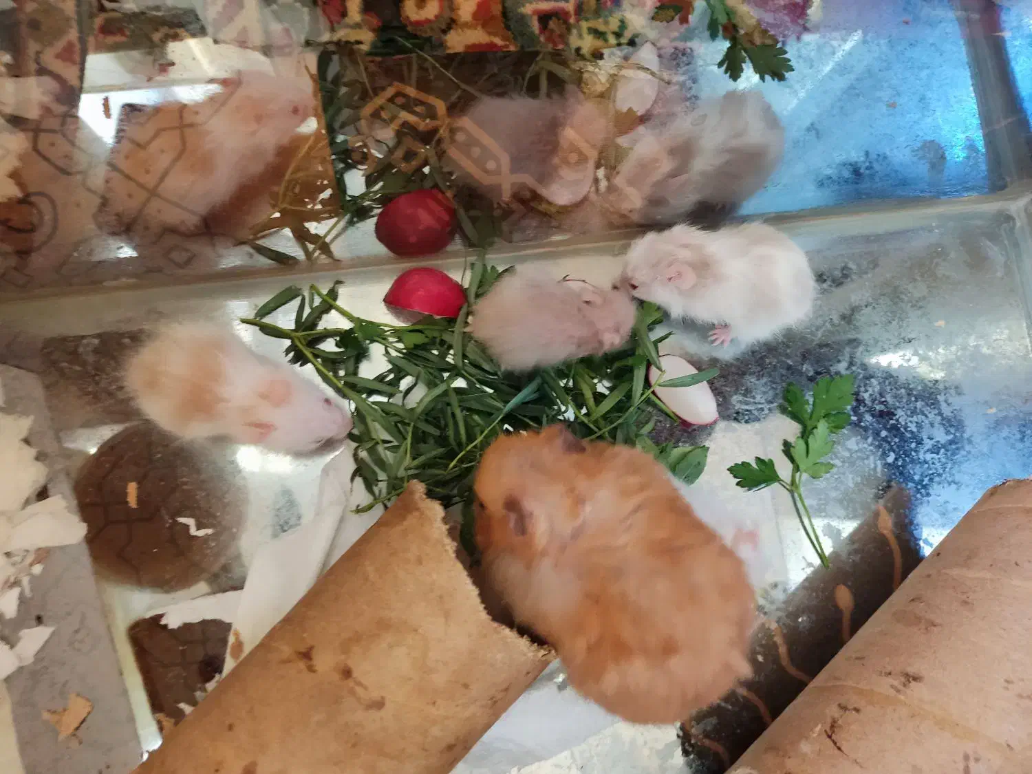 بچه همستر|موش و خرگوش|نجف‌آباد, سعدی|دیوار