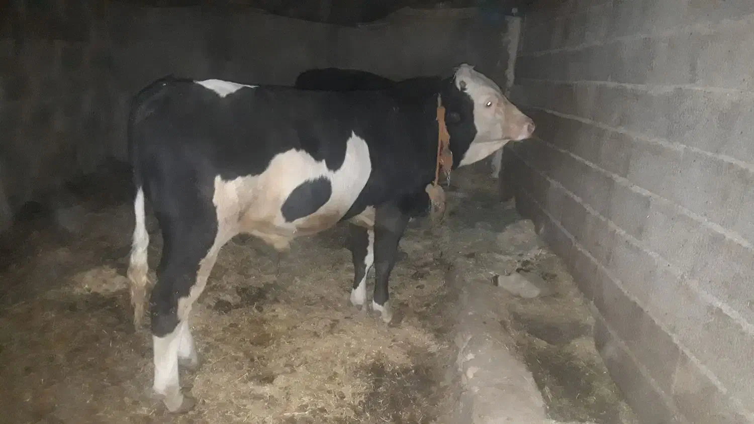 گاو شیری|حیوانات مزرعه|دهگلان, |دیوار