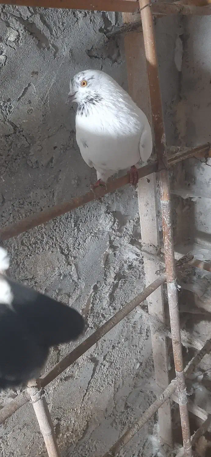 تعدادی کبوتر نر و ماده|پرنده|چالوس, |دیوار