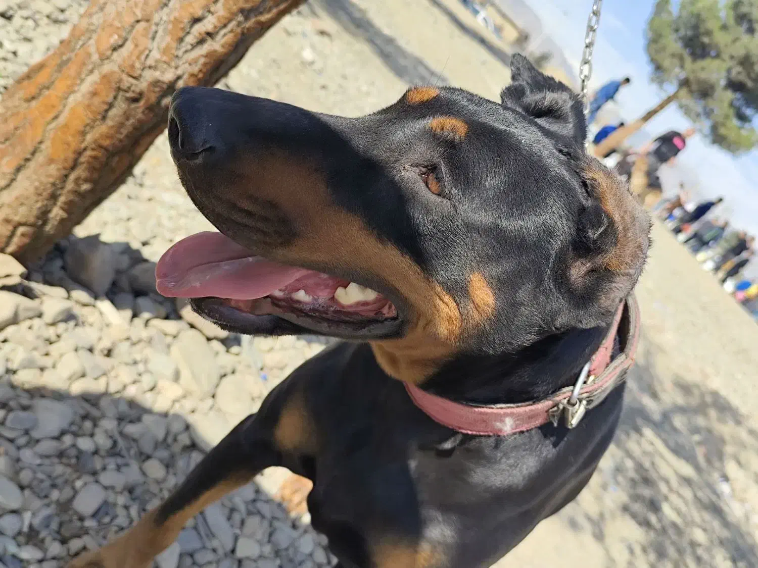 سگ دوبرمن|سگ|نسیم‌شهر, |دیوار