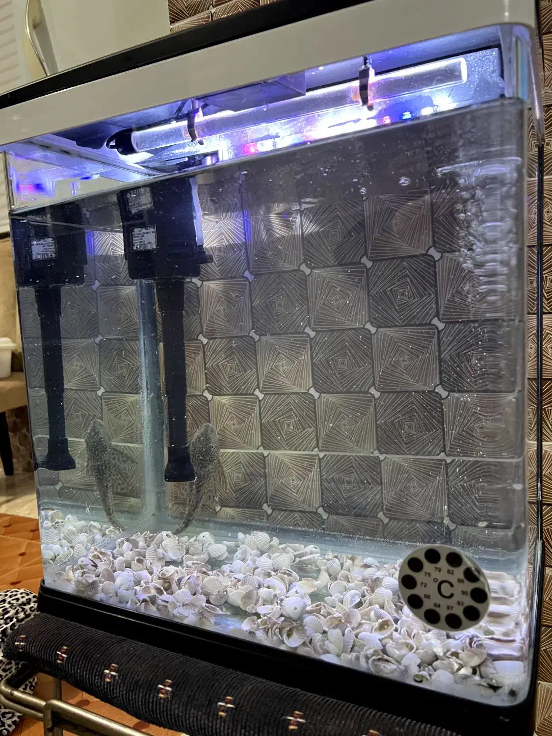 آکواریوم|ماهی|سقز, |دیوار