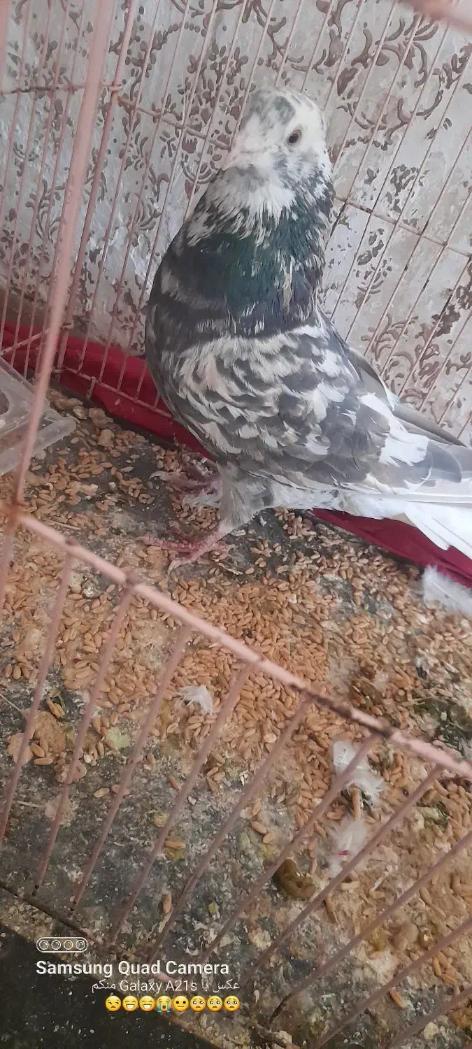 کفتر خوب وخوشکل|پرنده|سبزوار, شرق کال جنوبی (شمس آبادی)|دیوار