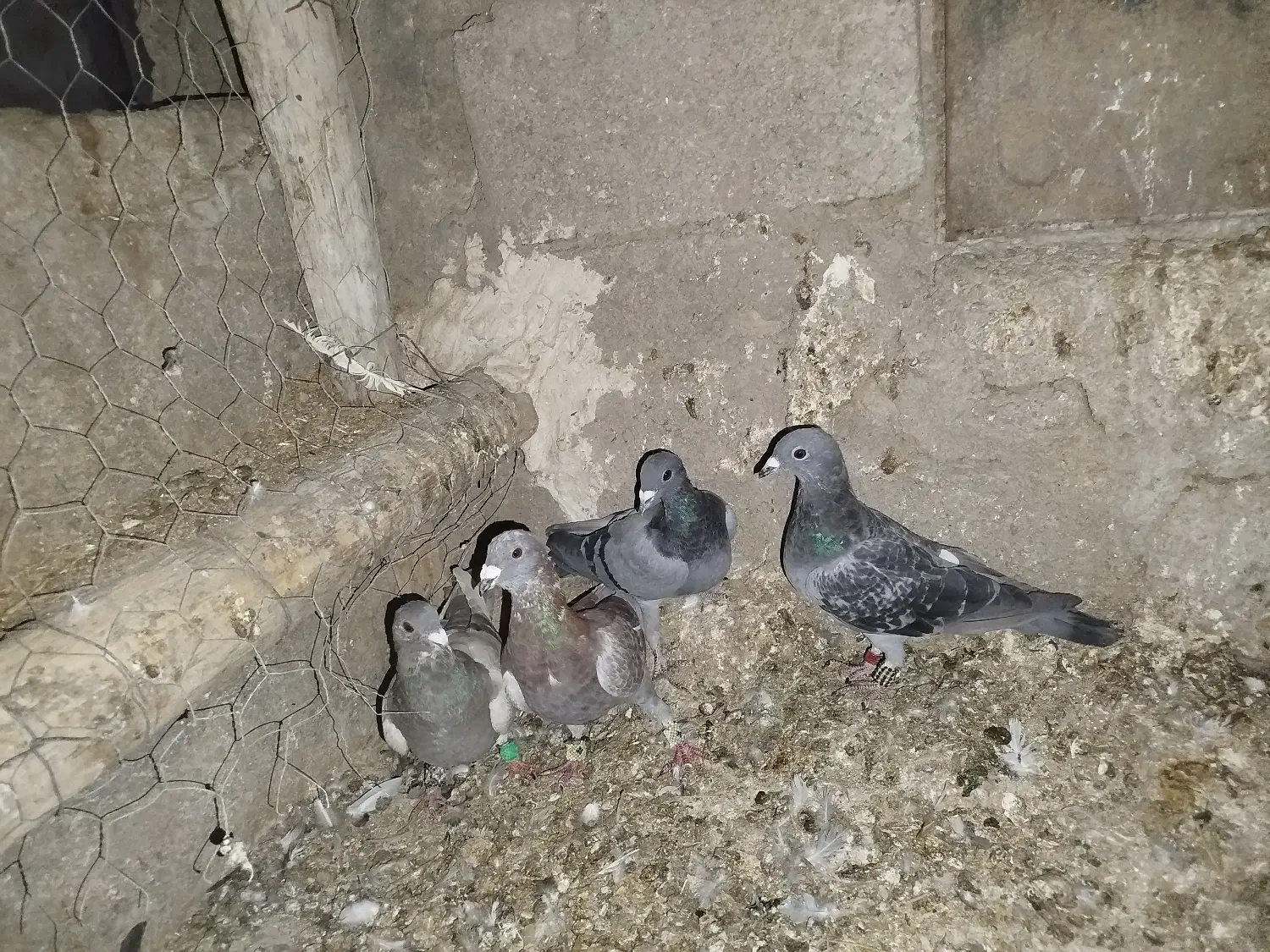 کبوتر مسافتی|پرنده|شیراز, رحمت‌آباد|دیوار