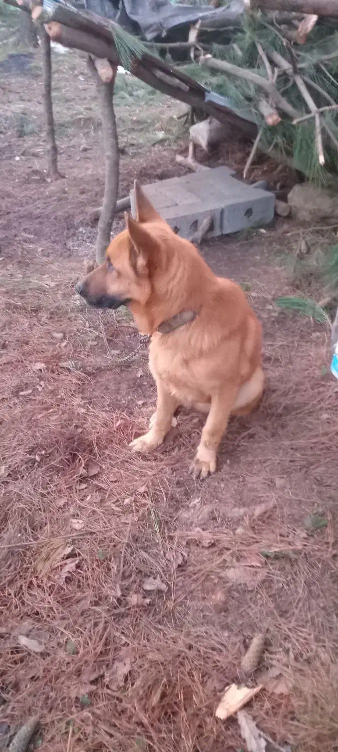 ژرمن|سگ|لاهیجان, یوسف آباد|دیوار