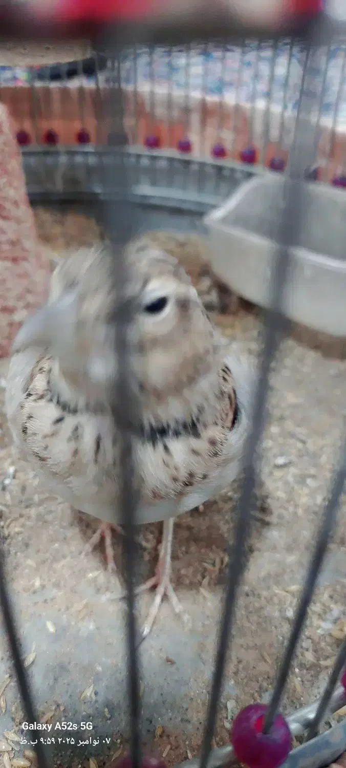 قناری مست بخون|پرنده|تربت جام, حافظ|دیوار