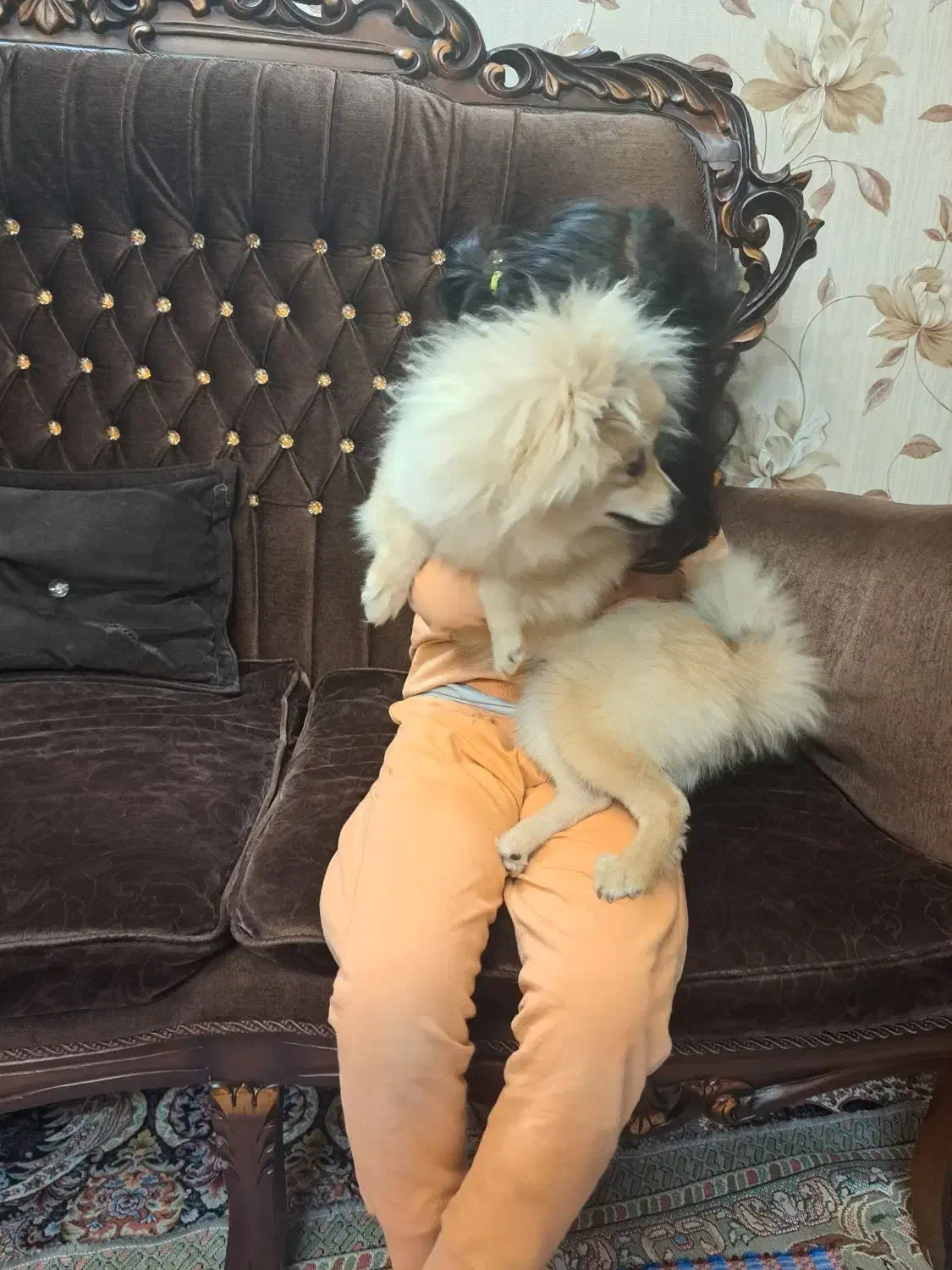 سگ پامرین عروسکی خرسی|سگ|ری, شهید غیوری (ابن باویه)|دیوار