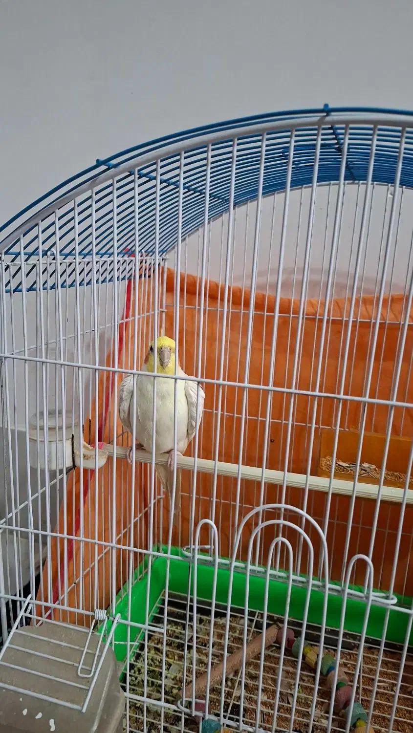 عروس هلندی سخنگو باهوش|پرنده|شهرآباد, |دیوار