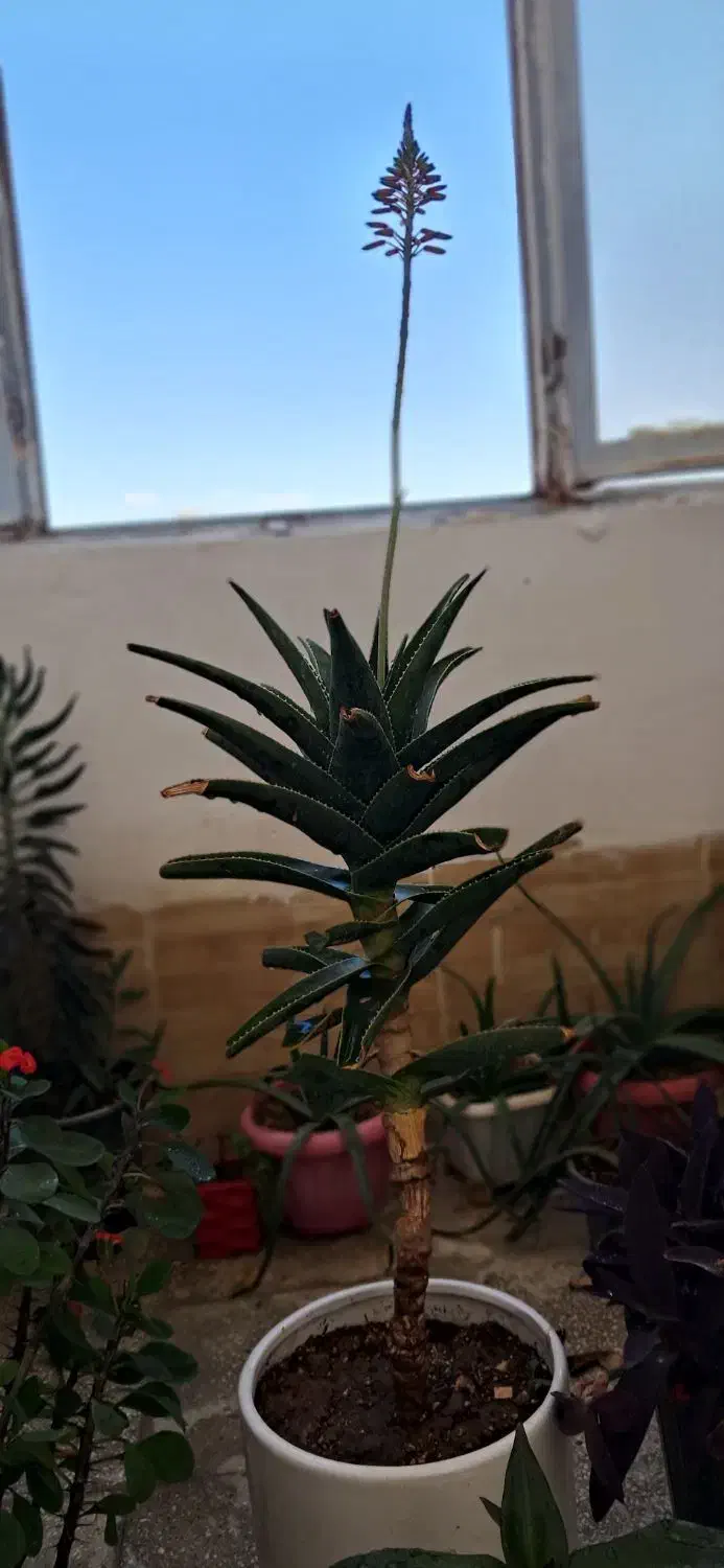 گل.|گل و گیاه طبیعی|اسفراین, |دیوار