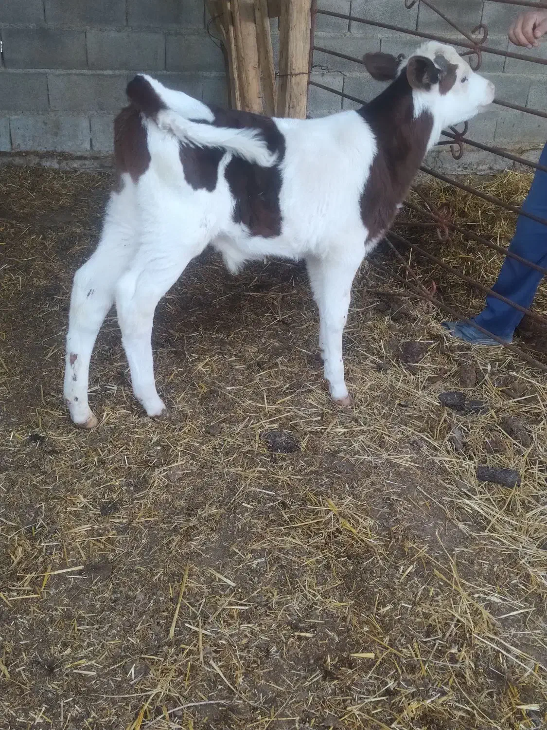 گوساله نر سیمینتال|حیوانات مزرعه|سیمین شهر, |دیوار