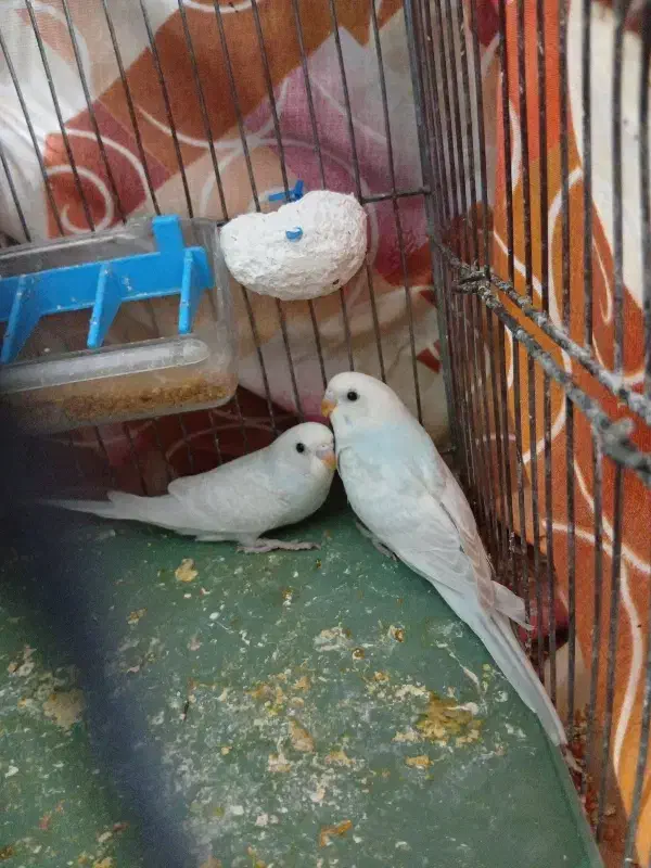 پرنده|پرنده|ری, ظهیرآباد|دیوار