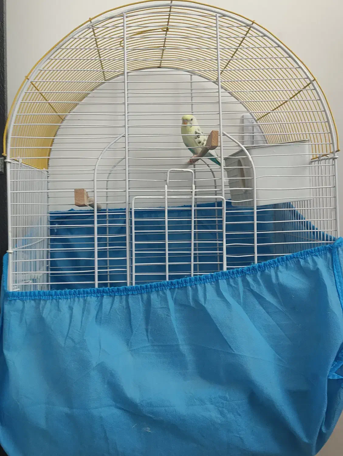 مرغ عشق ماده و قفس|پرنده|فولادشهر, C3|دیوار